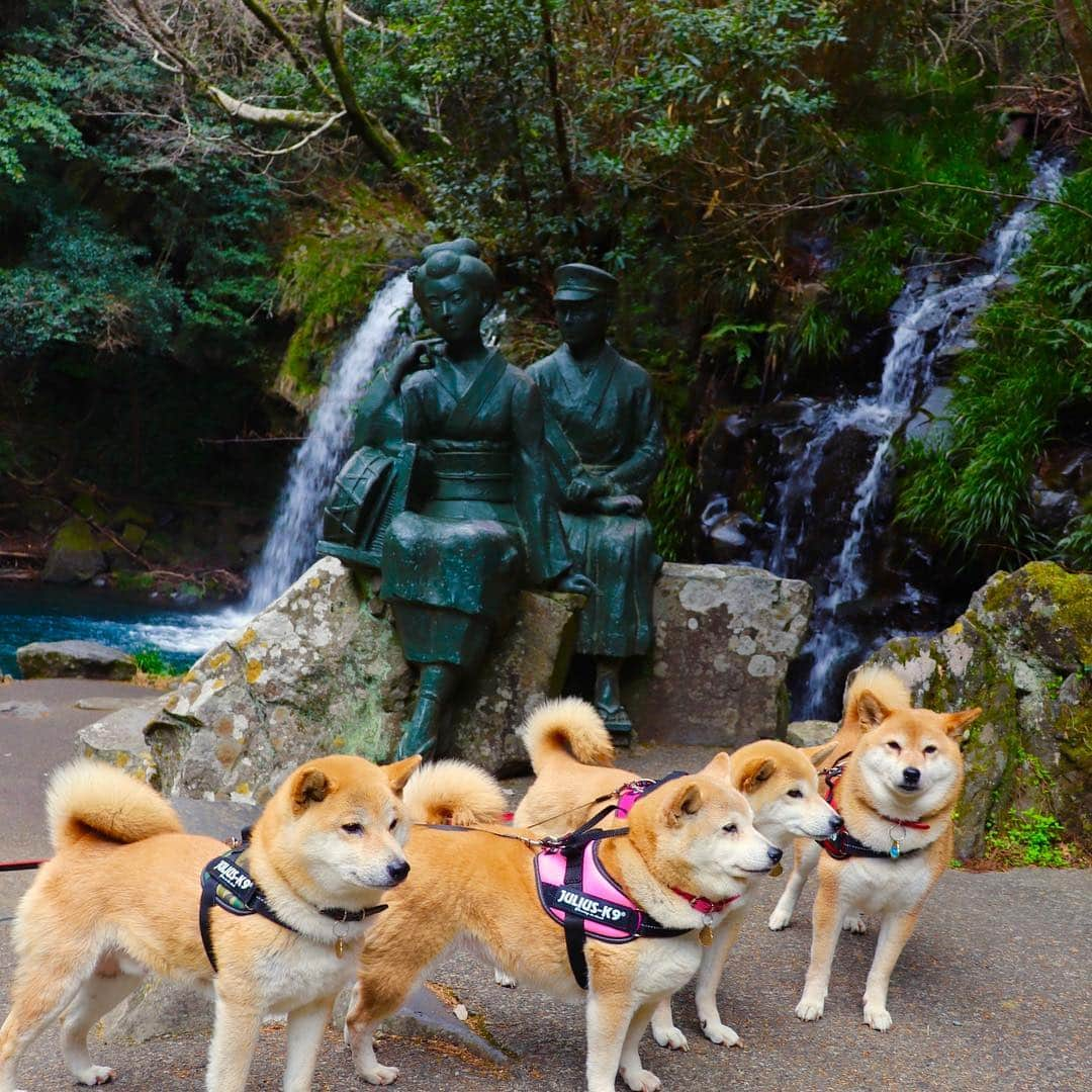 linnmamaさんのインスタグラム写真 - (linnmamaInstagram)「春旅は4柴連れ🐕🐕🐕🐕2019伊豆編〜スワイプしてね😊〜①伊豆高原あさんぽで花活〜水仙が綺麗💕〜②4柴たちの後ろに海が見えます💕〜③河津七滝(ななだる)巡り〜大滝〜④初景滝〜伊豆の踊り子の像の前で😍〜なぜか滝は「たる」と呼ぶんだそうです😅  #柴犬#dog#柴犬凜の勇気凜々every day#shibastagram#伊豆」3月18日 21時39分 - linnmama