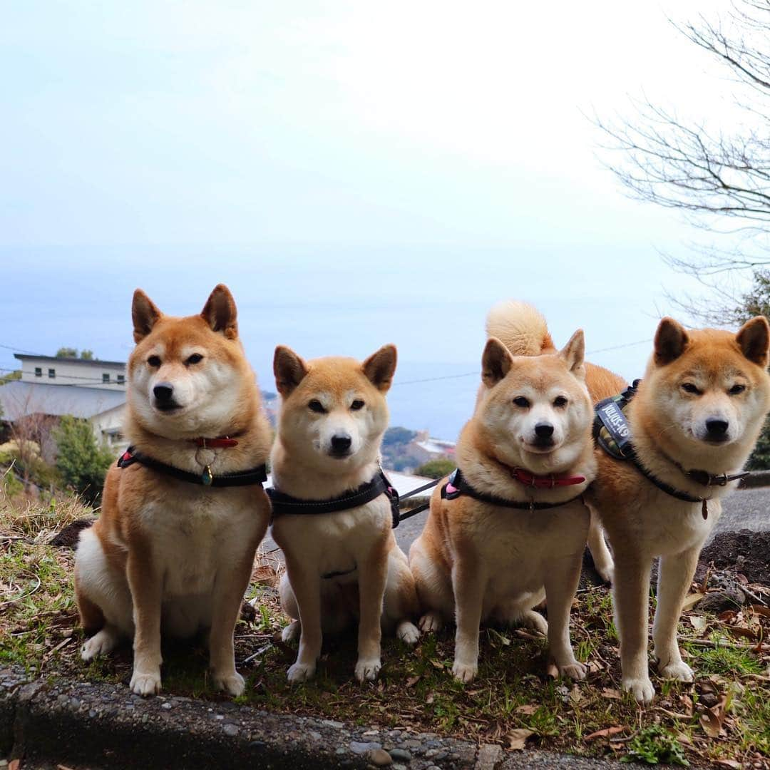 linnmamaさんのインスタグラム写真 - (linnmamaInstagram)「春旅は4柴連れ🐕🐕🐕🐕2019伊豆編〜スワイプしてね😊〜①伊豆高原あさんぽで花活〜水仙が綺麗💕〜②4柴たちの後ろに海が見えます💕〜③河津七滝(ななだる)巡り〜大滝〜④初景滝〜伊豆の踊り子の像の前で😍〜なぜか滝は「たる」と呼ぶんだそうです😅  #柴犬#dog#柴犬凜の勇気凜々every day#shibastagram#伊豆」3月18日 21時39分 - linnmama