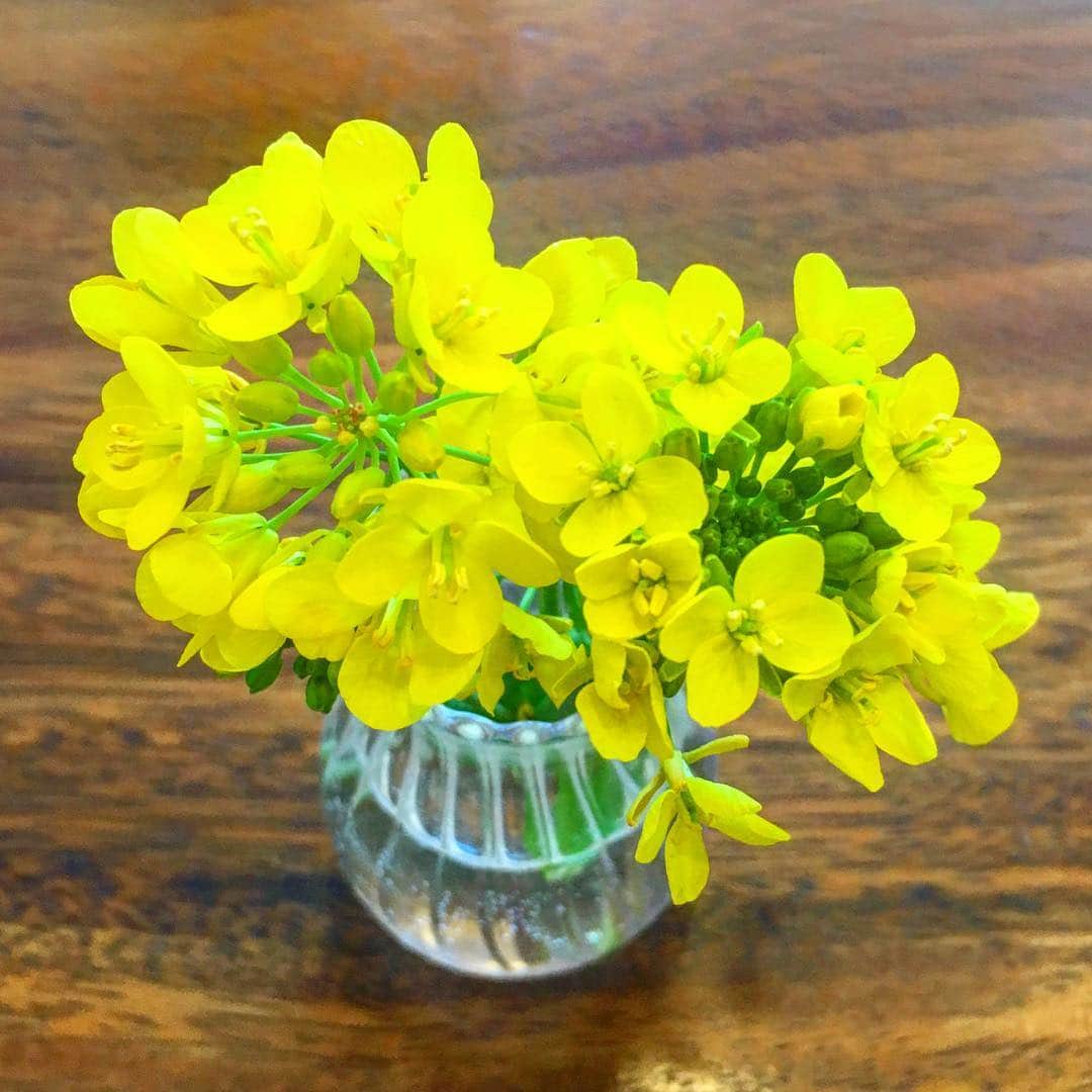 六車奈々さんのインスタグラム写真 - (六車奈々Instagram)「先日、せりーぬと摘んだ菜の花。  元気に咲いて、可愛い^_^  #菜の花 #摘んできた #かわいい #摘んできた」3月18日 21時46分 - nanarokusha