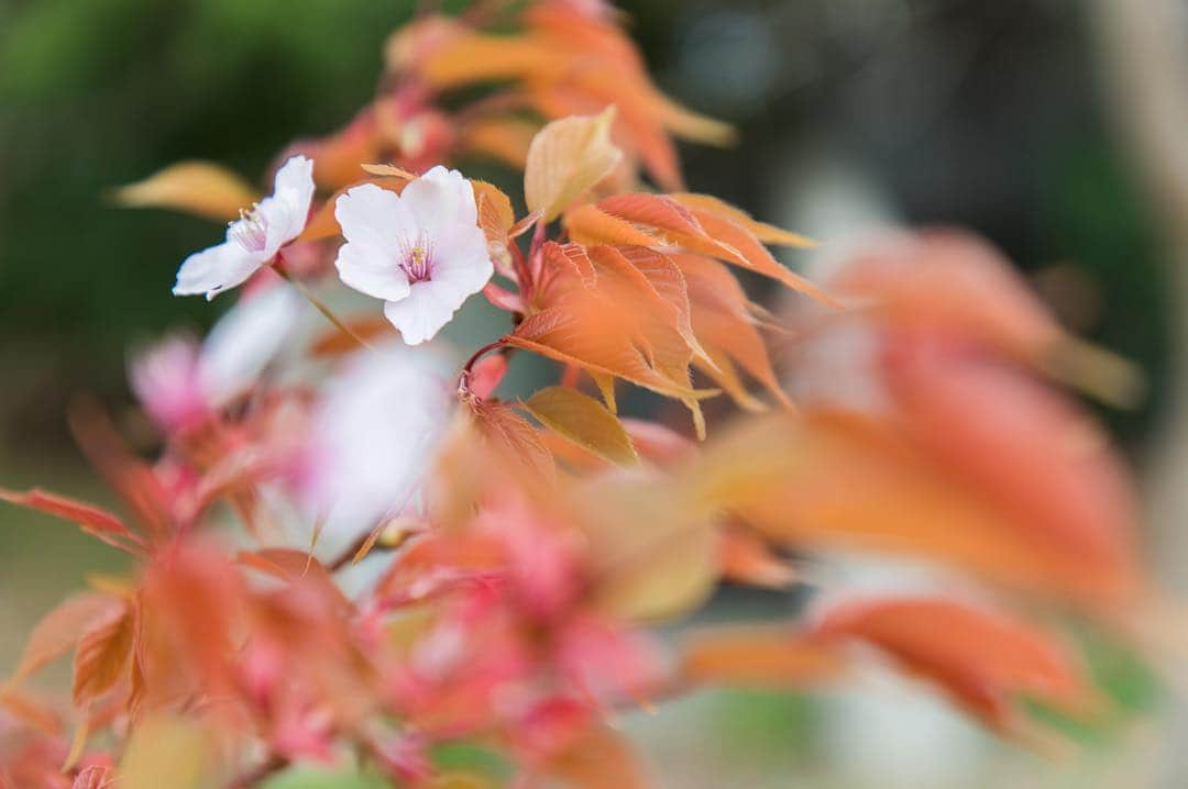 東京プリンスホテルさんのインスタグラム写真 - (東京プリンスホテルInstagram)「Which one is your favorite? You'll find many kinds of Sakura in tokyo! ⠀⠀⠀⠀⠀⠀⠀ ホテル敷地内では、さまざまな種類の桜がお楽しみいただけます。 ⠀⠀⠀⠀⠀⠀⠀ Share your own images with us by tagging @tokyoprincehotel ————————————————————— #tokyotower #tokyoprincehotel #princehotels #tokyo #japan #beautifulhotels #tokyohotel #東京 #东京 #도쿄 #tokio #tokyoprince #tokyoview」3月18日 21時51分 - tokyoprincehotel