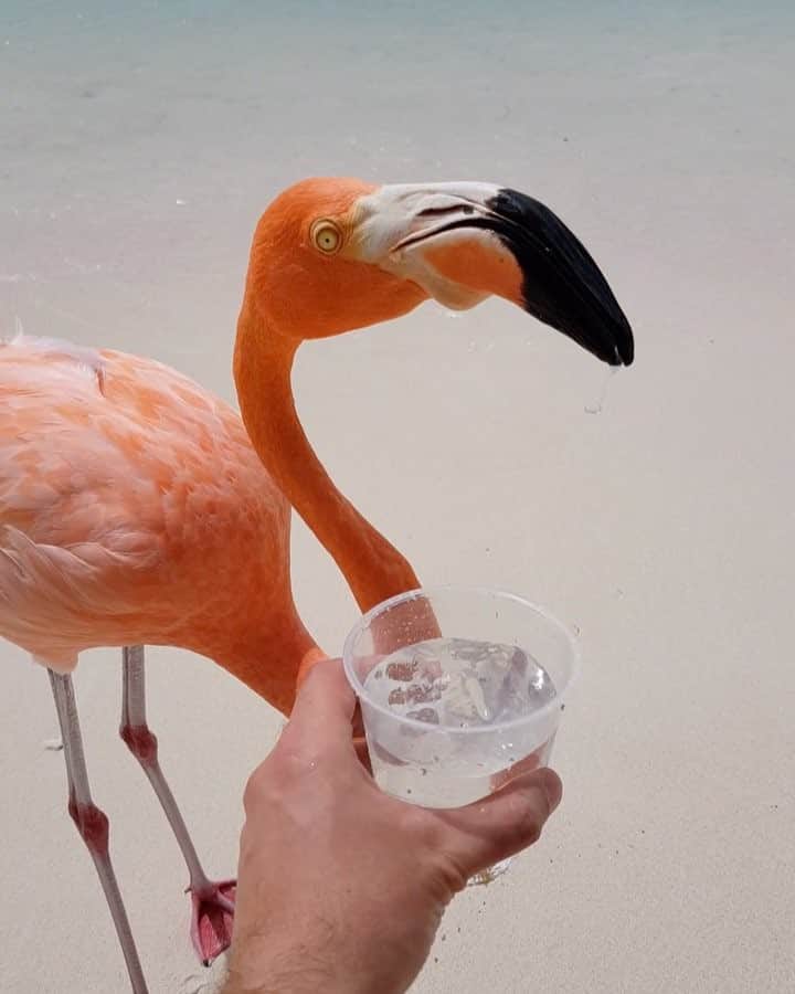 bestvacationsのインスタグラム：「Flamingos on the beach! Thirsty in Aruba 🇦🇼 By @argenel 🌴 Notice him telling his squad to back off at the end? lol」
