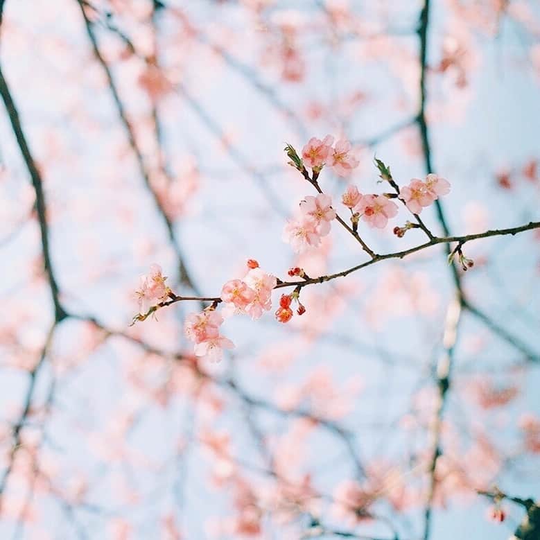 Naokoのインスタグラム：「sa ku ra  #hasselblad * 桜を撮っているとキュンとする。 ハッセルブラッドで撮った桜が今年最初の桜。 真四角のファインダーに写し出された光景は忘れないね。」