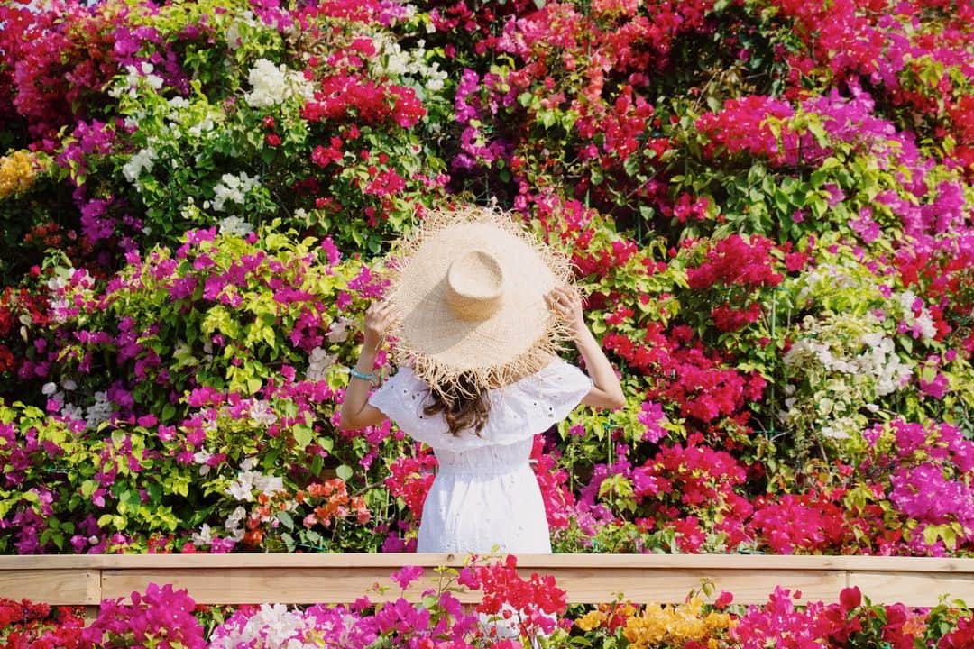 現地発信の旅行サイト「たびらい」さんのインスタグラム写真 - (現地発信の旅行サイト「たびらい」Instagram)「【沖縄県・沖縄市】 東南植物楽園で現在行われている「おきなわブーゲンフェア2019」に行ってきました。圧倒的なスケールで魅せる高さ約8ｍの特大オブジェ「ブーゲンタワー」も登場。カラフルな可愛い花々に囲まれたら、写真を撮らずにはいられません！ : #たびらい #tabirai #たびらい沖縄 #沖縄 #ローカル旅行 #旅行好き #旅行好きな人と繋がりたい #旅行 #travelgram #女子旅 #travel #沖縄県 #散歩 #loves_okinawa #カメラ女子 #かわいい旅 #花 #okinawa #ブーゲンビリア #flower #trip #japan #お花 #traveljapan #okinawatrip #flowers #instagood #colorful #ig_flowers #flowerstagram」3月18日 22時01分 - tabirai