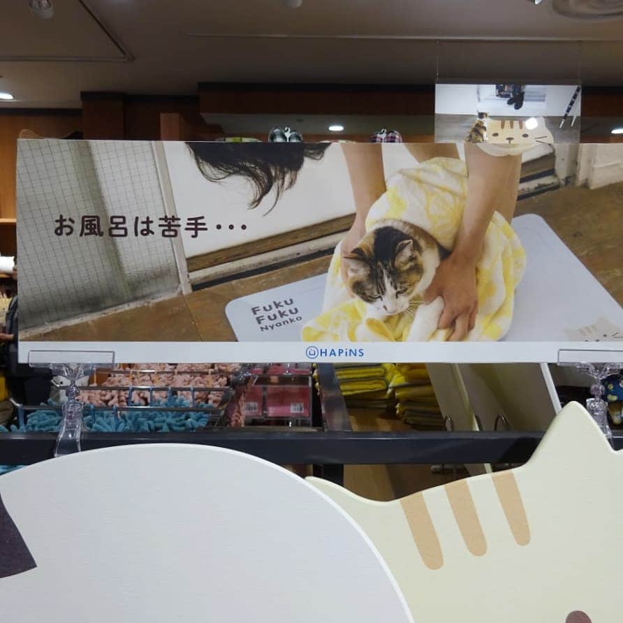 茶乃さんのインスタグラム写真 - (茶乃Instagram)「2019/03/18 昨日、ストーリーズにアップしたものをこちらにも記念にpostしておきます😊 HAPiNS(@hapins_official )#ふくふくにゃんこ のポスターに茶乃がいます😺 PARCO錦糸町店にはこんなにたくさん！ 数ヶ月掲示されるそうなので、もしよかったら見に行ってみて下さい😄 * #HAPiNS #ハピンズ #cat #catstagram #catsofinstagram #instacat #calico #petstagram  #weeklyfluff #excellent_cats #bestmeow #cat_features #猫 #三毛猫 #ふわもこ部 #ブヒブヒ倶楽部・#あご肉部 マネージャー #IGersJP #eclatcat #ペコねこ部 #スタペグラム #猫びよりプラス #nyancon01」3月18日 22時01分 - chanoiro