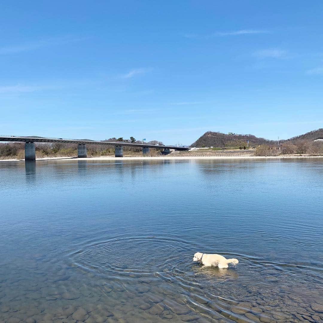 P太郎ママさんのインスタグラム写真 - (P太郎ママInstagram)「🦢 しろいぬは哀しからずや 空の青  川のあをにも 染まずたたずむ 🦢 ママンの好きな短歌。 バーイ・だだ山牧水 #ゴールデンレトリバー  #goldenretriever  だだちゃんには、もう暑い？ 暴走してタネだらけになって。 あげくにびしょ濡れかよ！ 自由すぎるだろー」3月18日 22時04分 - ptarodada