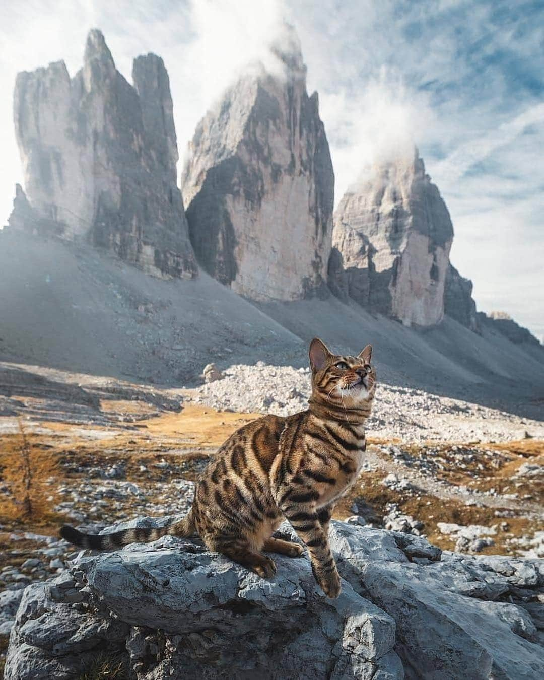 Cute Pets Dogs Catsさんのインスタグラム写真 - (Cute Pets Dogs CatsInstagram)「Cat in the nature!🌳🌲🌿 📩 Submit your cat's photo to our contest email to be featured💕 ⠀⠀⠀⠀⠀⠀⠀⠀⠀ Notification ON 💙  #kittens_of_world and follow us to be featured 😸  From: @yumas.adventures  #chat #neko #gato #gatto #meow #kawaii #nature #pet #animal #instacat #instapet #mycat #catlover #cat #cats #catofinstagram #catoftheday #catlover #catsagram #catlovers #cat_features #catlady #catlife #catlove #catsgram」3月18日 22時05分 - dailycatclub