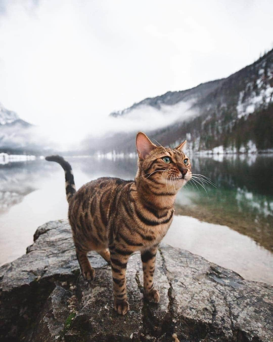 Cute Pets Dogs Catsさんのインスタグラム写真 - (Cute Pets Dogs CatsInstagram)「Cat in the nature!🌳🌲🌿 📩 Submit your cat's photo to our contest email to be featured💕 ⠀⠀⠀⠀⠀⠀⠀⠀⠀ Notification ON 💙  #kittens_of_world and follow us to be featured 😸  From: @yumas.adventures  #chat #neko #gato #gatto #meow #kawaii #nature #pet #animal #instacat #instapet #mycat #catlover #cat #cats #catofinstagram #catoftheday #catlover #catsagram #catlovers #cat_features #catlady #catlife #catlove #catsgram」3月18日 22時05分 - dailycatclub