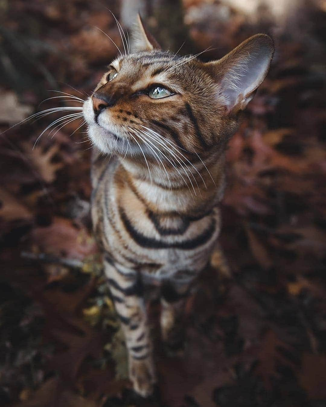 Cute Pets Dogs Catsさんのインスタグラム写真 - (Cute Pets Dogs CatsInstagram)「Cat in the nature!🌳🌲🌿 📩 Submit your cat's photo to our contest email to be featured💕 ⠀⠀⠀⠀⠀⠀⠀⠀⠀ Notification ON 💙  #kittens_of_world and follow us to be featured 😸  From: @yumas.adventures  #chat #neko #gato #gatto #meow #kawaii #nature #pet #animal #instacat #instapet #mycat #catlover #cat #cats #catofinstagram #catoftheday #catlover #catsagram #catlovers #cat_features #catlady #catlife #catlove #catsgram」3月18日 22時05分 - dailycatclub