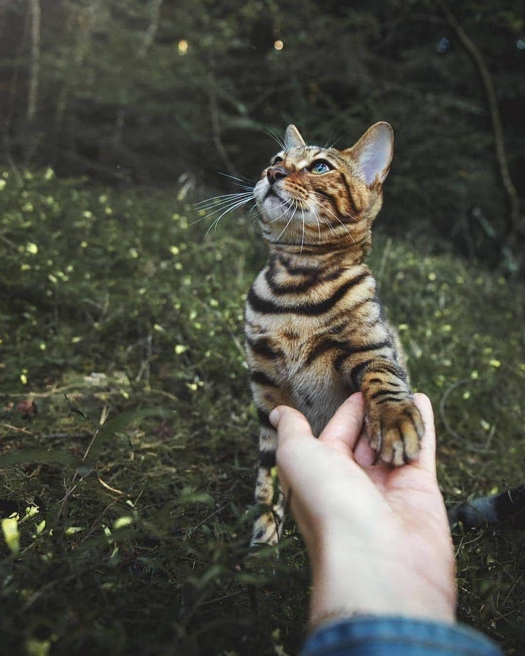 Cute Pets Dogs Catsさんのインスタグラム写真 - (Cute Pets Dogs CatsInstagram)「Cat in the nature!🌳🌲🌿 📩 Submit your cat's photo to our contest email to be featured💕 ⠀⠀⠀⠀⠀⠀⠀⠀⠀ Notification ON 💙  #kittens_of_world and follow us to be featured 😸  From: @yumas.adventures  #chat #neko #gato #gatto #meow #kawaii #nature #pet #animal #instacat #instapet #mycat #catlover #cat #cats #catofinstagram #catoftheday #catlover #catsagram #catlovers #cat_features #catlady #catlife #catlove #catsgram」3月18日 22時05分 - dailycatclub