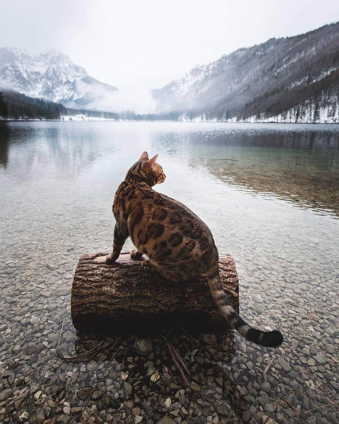 Cute Pets Dogs Catsさんのインスタグラム写真 - (Cute Pets Dogs CatsInstagram)「Cat in the nature!🌳🌲🌿 📩 Submit your cat's photo to our contest email to be featured💕 ⠀⠀⠀⠀⠀⠀⠀⠀⠀ Notification ON 💙  #kittens_of_world and follow us to be featured 😸  From: @yumas.adventures  #chat #neko #gato #gatto #meow #kawaii #nature #pet #animal #instacat #instapet #mycat #catlover #cat #cats #catofinstagram #catoftheday #catlover #catsagram #catlovers #cat_features #catlady #catlife #catlove #catsgram」3月18日 22時05分 - dailycatclub