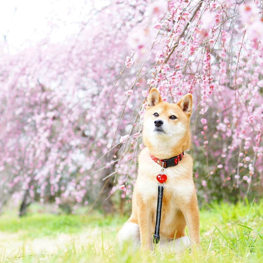柴犬 ゆりのインスタグラム