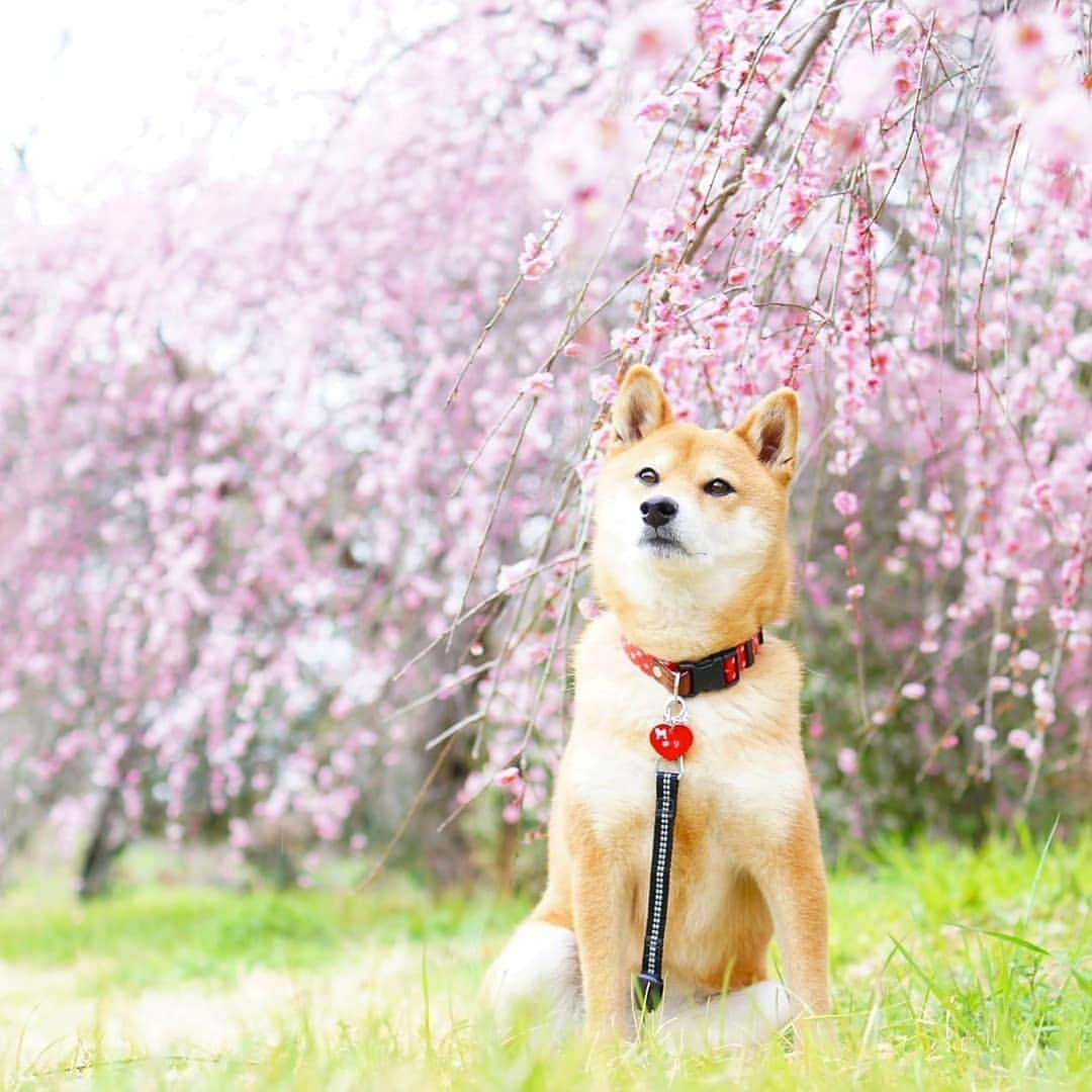 柴犬 ゆりさんのインスタグラム写真 - (柴犬 ゆりInstagram)「2019.3.18 先日の#山田池公園  しだれ梅がとても綺麗でした✨ 雨が降ってきたのですぐに撤収🏃☔ ゆっくり写真が撮りたかったな😥  Location：大阪府  #梅 #柴犬 #犬 #shibainu #shibastagram #dog #dogstagram #dogsofinstaworld #dogsofinstagram #bestjapanpics #japan_of_insta #japan_daytime_view #tokyocameraclub #team_jp_ #instagramjapan #igersjp #pecoいぬ部 #west_dog_japan #flowers #scenery #あなたの暮らしの愛おしいもの #ビューティープロコンテスト #わたしの花の写真」3月18日 22時19分 - shibainuholic