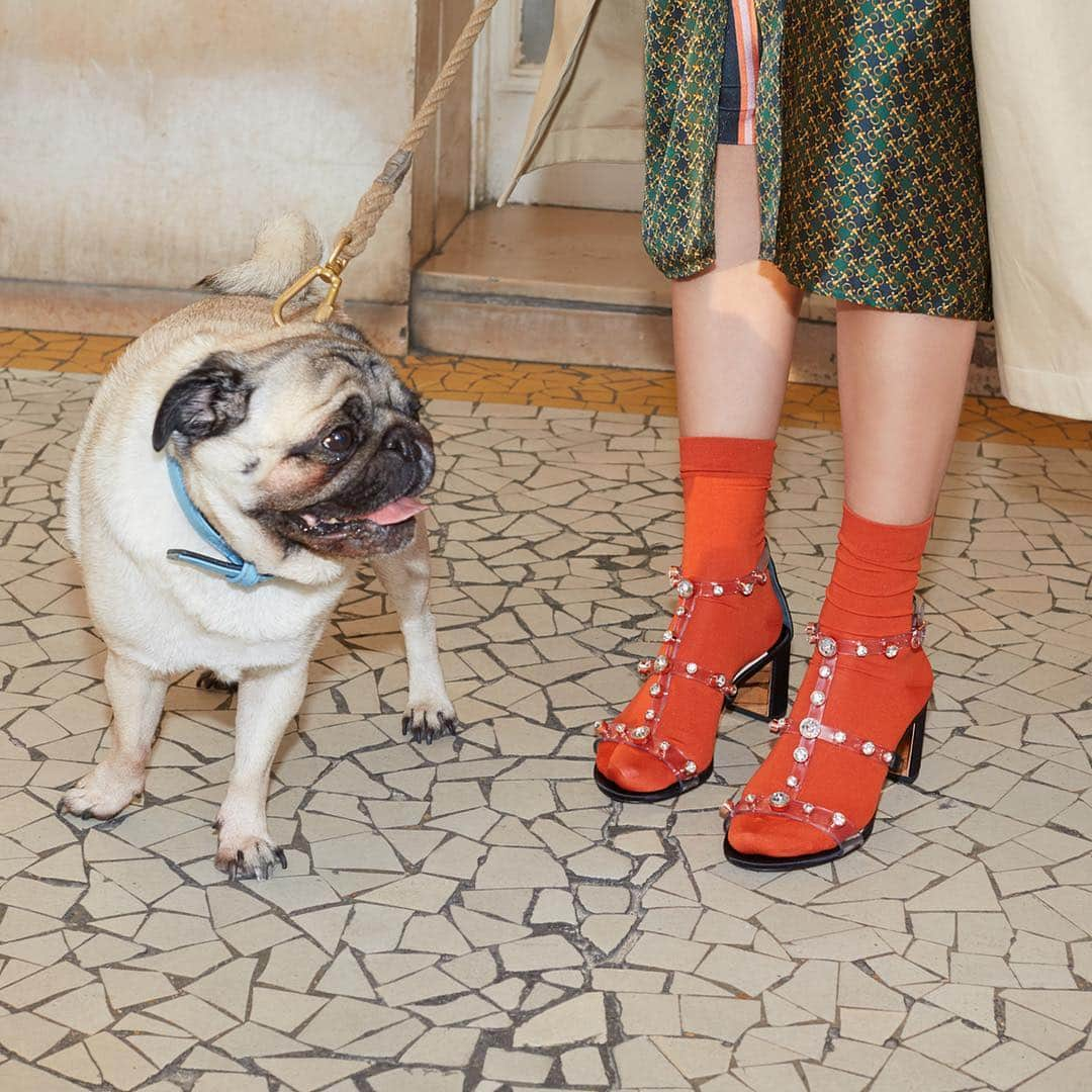 SOPHIA WEBSTERさんのインスタグラム写真 - (SOPHIA WEBSTERInstagram)「Start the week looking chic with @deedeethecoolpug and ‘Dina Gem’ mid sandal 💎 Swipe to see all colourways 📸 @madameoliviadacosta @pleasemagazine #SophiaWebster #PleaseMagazine」3月18日 22時19分 - sophiawebster