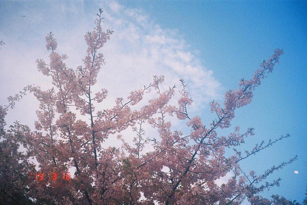 高田里穂さんのインスタグラム写真 - (高田里穂Instagram)「もう、咲き始めていました」3月18日 22時23分 - riho__takada