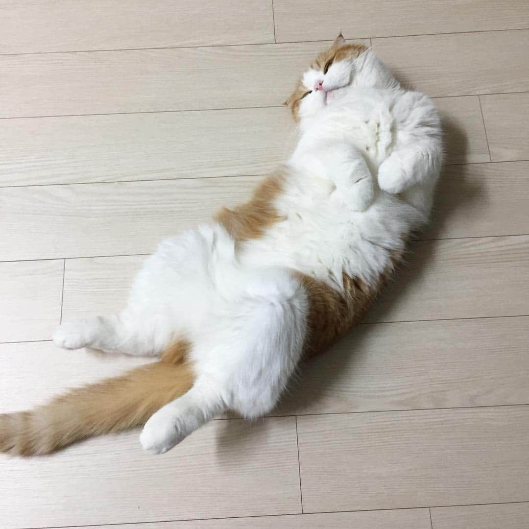 Nana _The Scottish Foldさんのインスタグラム写真 - (Nana _The Scottish FoldInstagram)「Very comfortable at the home stay😂 . 아주 지집이라며 😂😂😂 #나나하숙쨍 . . #caturday #instagramcats #instacats #kittycat #kittensofinstagram #lovekittens #thedailykitten #kittylove #pet #instapet #instapets #petlover #petoftheday #pets_of_instagram #happy_pet #ilovecats #catsofinstagram #냥스타그램 #묘스타그램 #고양이그램 #고양이 #고양이스타그램 #냥스타그램 #스코티쉬폴드 #나나스타그램 #caturday」3月18日 22時23分 - ciao_nana