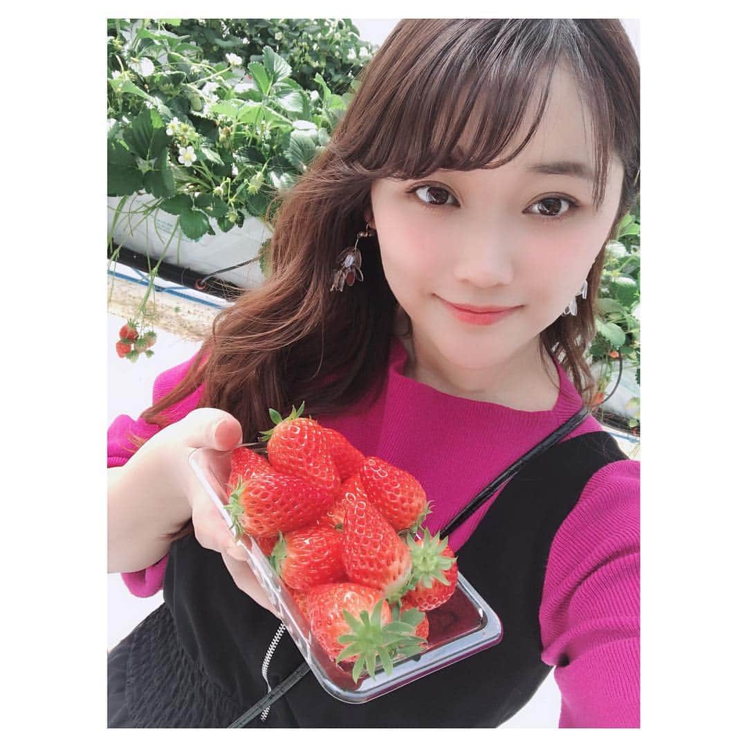 清家麻里奈さんのインスタグラム写真 - (清家麻里奈Instagram)「#グリナリウム淡路島 さん🍓こんな感じでいちごが高い位置になってるの👀✨いちごの天井が可愛い😍❤️いちご一粒一粒も綺麗で美味しかったよ❗️友達がこっそり撮ってた動画も載せといたからみてね😜高い位置のいちごは比較的背の高いうちらでも背伸びしないと取れないからみんなして「これをさっと取ってくれる彼氏みつけなあかんな〜(　˙-˙　)」って、、、wwwうん、頑張ろー💪💪💪🔥 #淡路島 #グリナリウム #グリナリウム淡路島 #いちご #いちご狩り #休日」3月18日 22時30分 - marinas20819