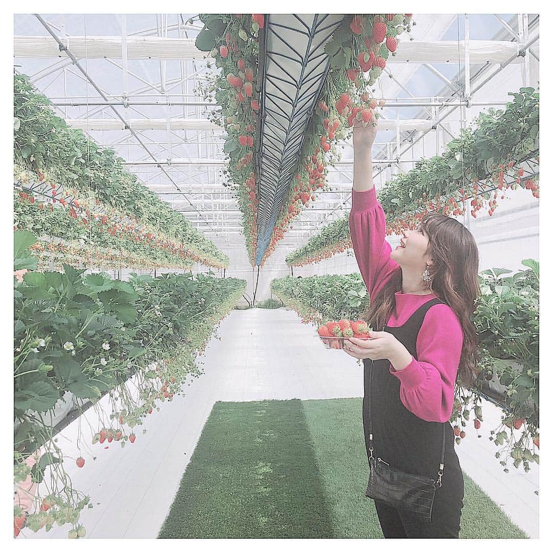 のインスタグラム：「#グリナリウム淡路島 さん🍓こんな感じでいちごが高い位置になってるの👀✨いちごの天井が可愛い😍❤️いちご一粒一粒も綺麗で美味しかったよ❗️友達がこっそり撮ってた動画も載せといたからみてね😜高い位置のいちごは比較的背の高いうちらでも背伸びしないと取れないからみんなして「これをさっと取ってくれる彼氏みつけなあかんな〜(　˙-˙　)」って、、、wwwうん、頑張ろー💪💪💪🔥 #淡路島 #グリナリウム #グリナリウム淡路島 #いちご #いちご狩り #休日」