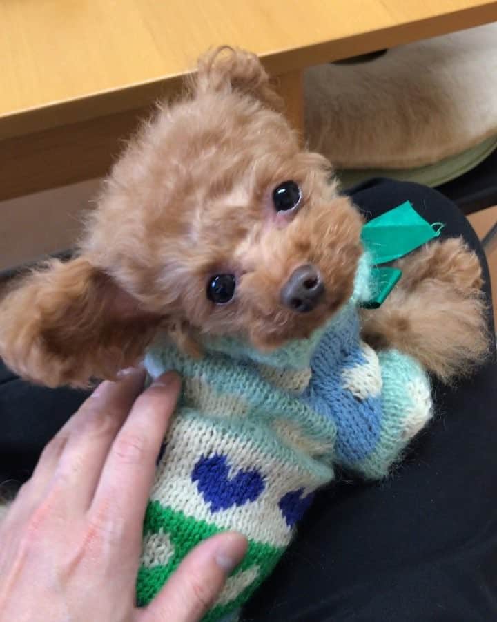 のインスタグラム：「今日はリロも一緒にお仕事に🐶😉 暇さえあれば膝にいます😁 #プードル#トイプードル#ティーカッププードル#犬#poodle#teacuppoodle#toypoodle#dog#dogstagram#instadog#푸들#caniche#Pudel#貴婦狗#animalsco」