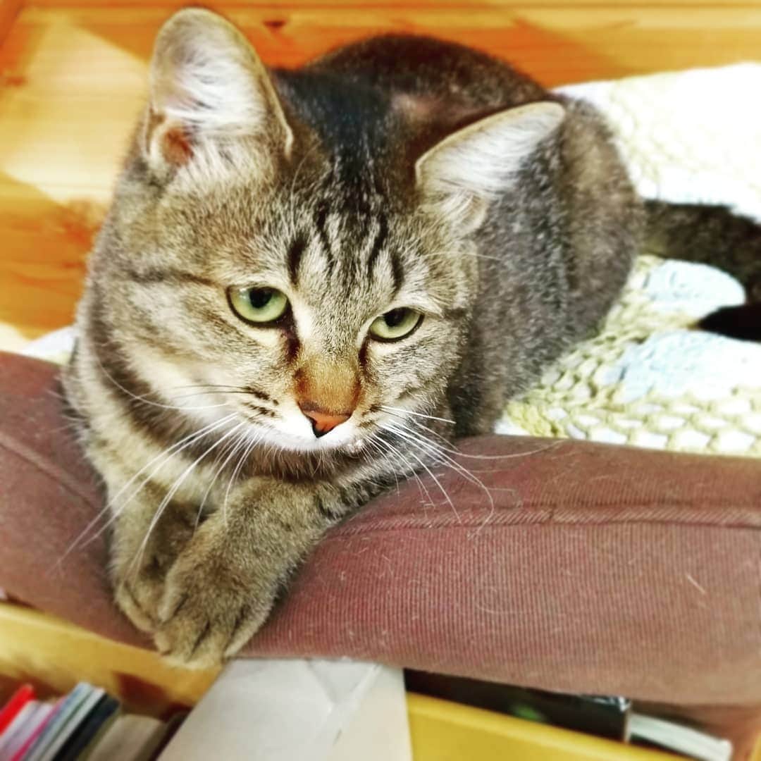 高口里純さんのインスタグラム写真 - (高口里純Instagram)「事務所にて。定位置カムさん💖  #猫#ねこすたぐらむ #にゃんすたぐらむ #キジトラ#事務所  #cat#kitty#pet#office」3月18日 22時42分 - takaguchijay