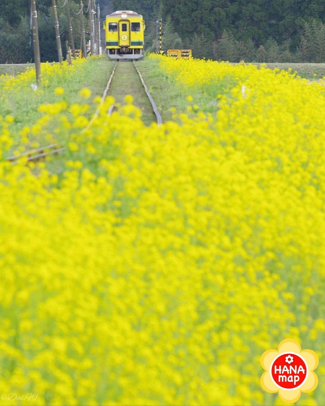 はなまっぷ❁日本の花風景さんのインスタグラム写真 - (はなまっぷ❁日本の花風景Instagram)「🌸はなまっぷ🌸 * @dai30dai さんの 花のある風景に花まるを💮 * 菜の花に囲まれて幸せそうに走るムーミン列車をありがとうございます😊🌸 * 千葉  #いすみ鉄道 Isumi Railway, Chiba Pref. * 🌼菜の花の花言葉📝🌼 小さな幸せ、元気いっぱい * 見頃を過ぎている場合もございます。お出かけの際はHP等で最新の情報をご確認くださいね🙏🌸 * 🌸•••🌸•••🌸•••🌸•••🌸•••🌸 * いつも素敵なお花をありがとうございます😊 日本の花のある風景にタグ付けしてください🌸 お花があれば何でもOKです💓 * #はなまっぷ * #日本の美しい花風景#花のある風景#花#花言葉#花畑#菜の花#菜の花畑#風景#列車#ムーミン列車」3月18日 23時01分 - hanamap