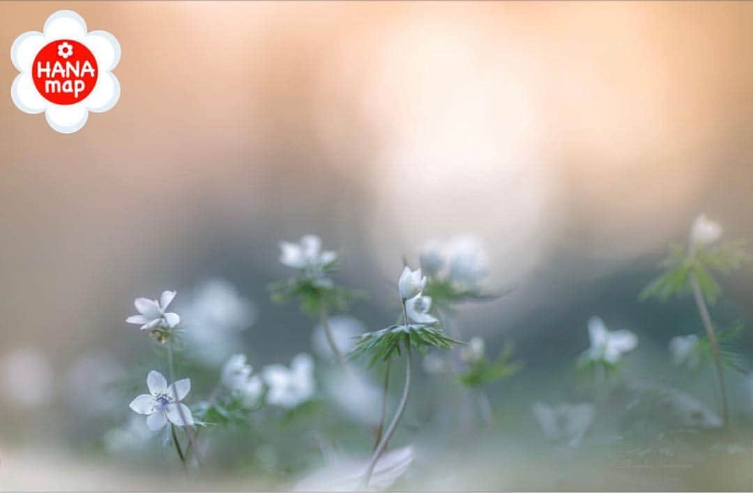 はなまっぷ❁日本の花風景さんのインスタグラム写真 - (はなまっぷ❁日本の花風景Instagram)「🌸はなまっぷ🌸 * @miyako_koumura さんの 花のある風景に花まるを💮 * 幻想的に咲き誇る素敵な節分草の世界をありがとうございます😊🌸 * 埼玉  #小鹿野町 Ogano, Saitama Pref. * 🌼セツブンソウの花言葉📝🌼 微笑み、光輝 * 見頃を過ぎている場合もございます。お出かけの際はHP等で最新の情報をご確認くださいね🙏🌸 * 🌸•••🌸•••🌸•••🌸•••🌸•••🌸 * いつも素敵なお花をありがとうございます😊 日本の花のある風景にタグ付けしてください🌸 お花があれば何でもOKです💓 * #はなまっぷ * #日本の美しい花風景#花のある風景#花#花言葉#花畑#セツブンソウ#節分草」3月18日 23時17分 - hanamap
