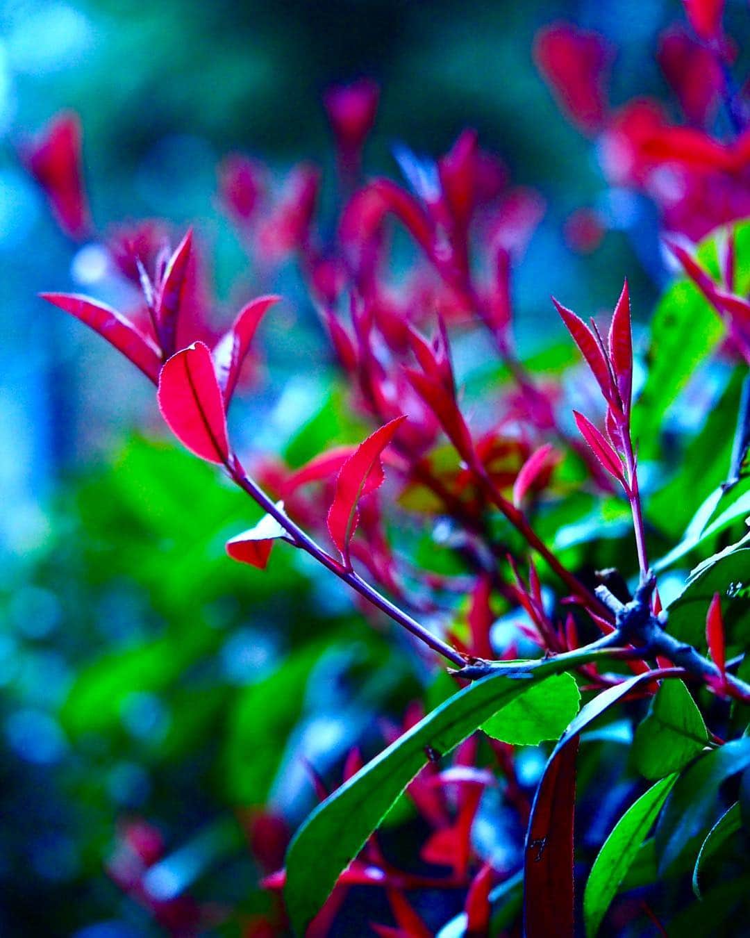 松本まりかさんのインスタグラム写真 - (松本まりかInstagram)「墓地に咲いてた、名も知らない花。 花なのか葉なのか茎なのか、知らないけれど。ま、花にしとこ。  レンズを通すと、 蠱惑的で、艶めかしい色に化けた。  突然ですが、わたし、カメラ、始めました。」3月18日 23時29分 - marika_matsumoto