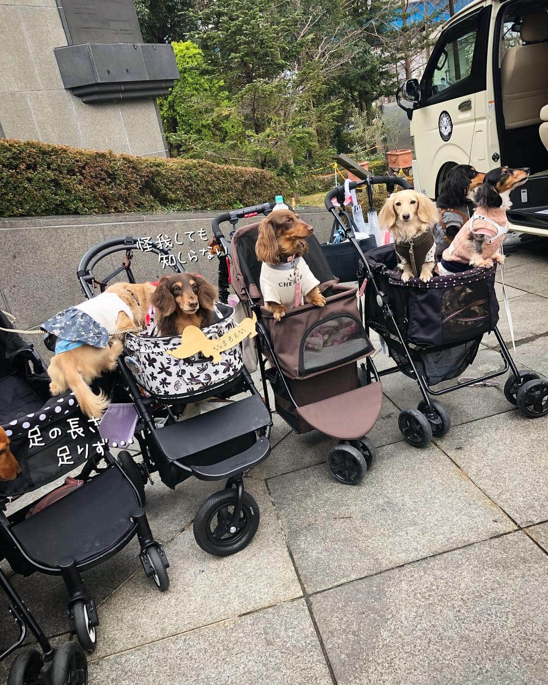 チズさんのインスタグラム写真 - (チズInstagram)「朝方 雨降りで…☂️自宅🏠待機 昼会場に到着🚗💨 ダックス撮影会には 間に合わなかったけど 常連さん🐶やはじめましての友達🐶沢山写真撮れました🤳❤️ やっぱり行って良かったぁ(=^▽^)σ #わんわんマルシェ #わんわんマルシェ神戸 #声かけてくださった皆様 #ありがとう 🐶💕 #Mダックス #ダックス#ミニチュアダックス #ミニチュアダックスフンド #ミニチュアダックスクリーム #短足犬 #短足部 #カニンヘンダックス #関西ダックス#親父犬 #ダックス13歳#シニア犬 #犬なしでは生きていけません会 #🐶#💕#🐾 #インスタでわんこみるのが日課 ♡♡」3月18日 23時28分 - sqi.chizu