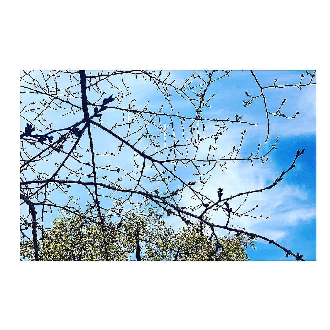 gracenailfactoryさんのインスタグラム写真 - (gracenailfactoryInstagram)「さくらのつぼみ 空を見上げたら 今か今かと待ち望んでる様子が かわいかった◎ . . #堀江公園 #桜の木と空」3月19日 9時05分 - gracenailfactory