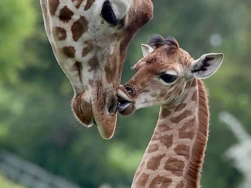 Baby Animalsさんのインスタグラム写真 - (Baby AnimalsInstagram)「Tag someone who deserves a big fat kiss 💋 🦒」3月19日 9時03分 - thebabyanimals