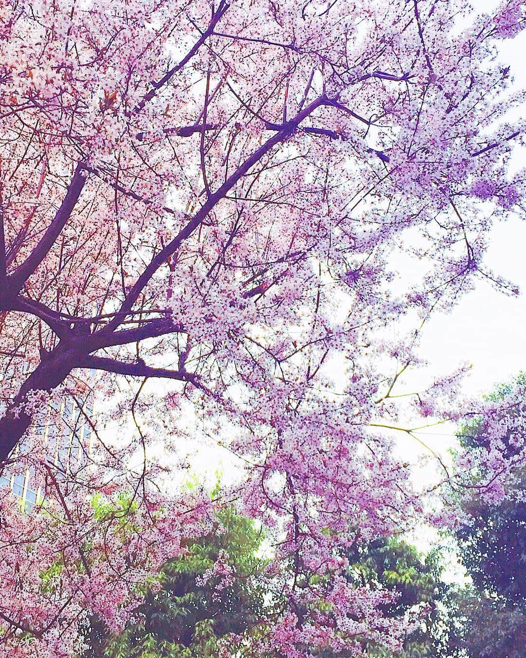 石川琴允さんのインスタグラム写真 - (石川琴允Instagram)「:🌸🌸🌸 : : #桜 #cherryblossom #昨日のさくら」3月19日 9時05分 - kotopon09