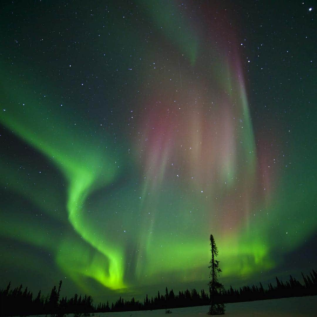 アメリカ内務省さんのインスタグラム写真 - (アメリカ内務省Instagram)「Winter nights reveal the northern lights at #Denali #NationalPark & Preserve in #Alaska. The #AuroraBorealis is a beautiful, if hard to predict, phenomenon that occurs year-round. However, as the days grow longer, there are fewer chances to see this stunning light show. So, grab your coat and get up there. Photo @denalinps by Christina Cole (www.sharetheexperience.org). #travel #FindYourPark #northernlights #usinterior」3月19日 9時08分 - usinterior