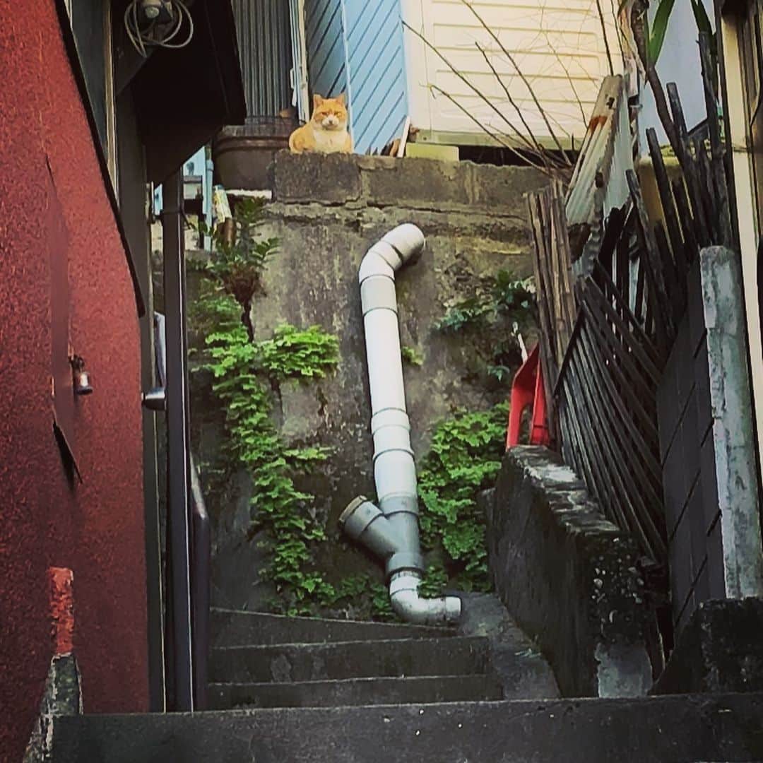 のインスタグラム：「お猫様の視線が #階段#路地裏#坂道」
