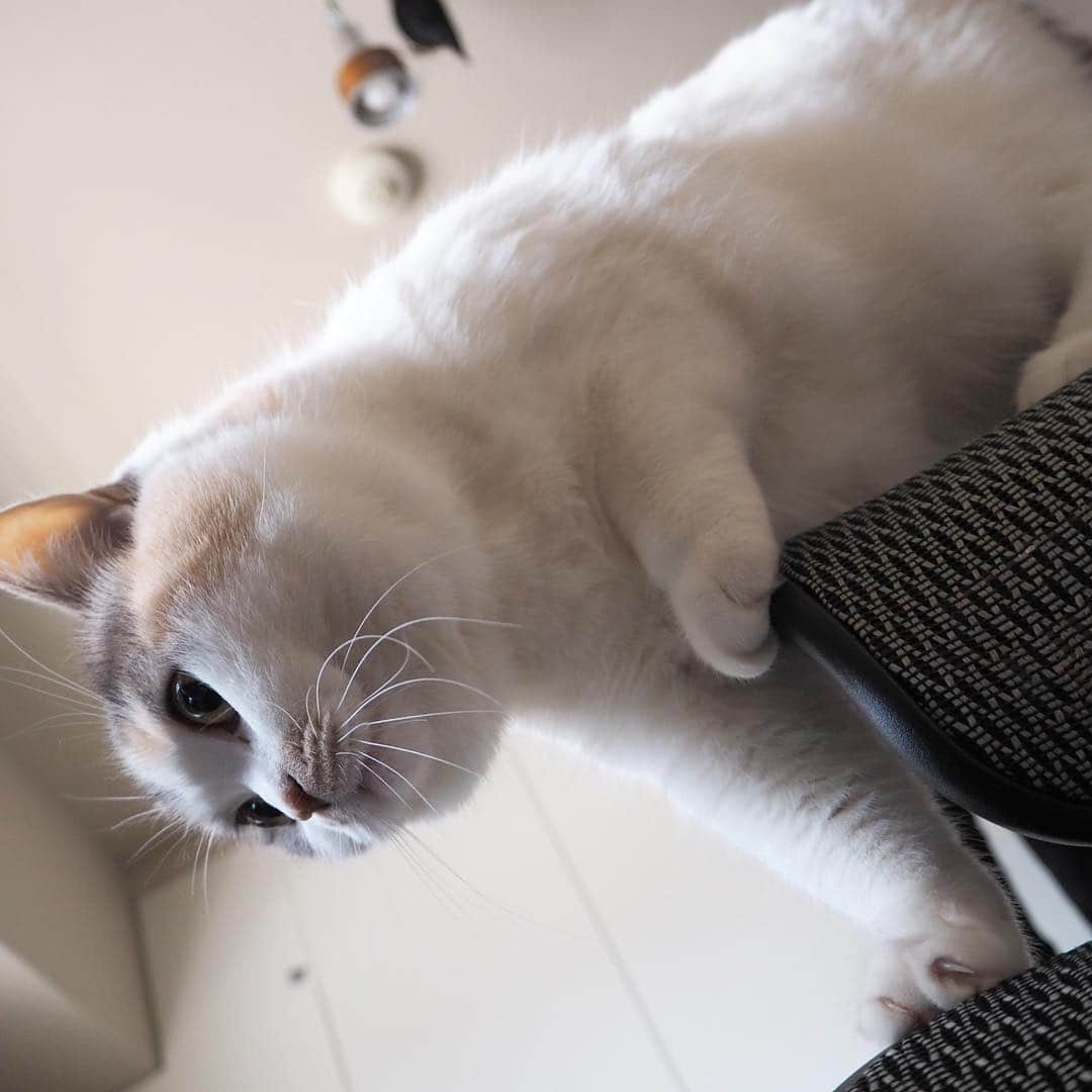 tomokoさんのインスタグラム写真 - (tomokoInstagram)「. 顔丸子。 . #ドラねね #ブリティッシュショートヘア #britishshorthair #スコティッシュフォールド #scottishfold #ブリショー #三毛スコ #猫 #みんねこ #ペコねこ部 #顎ぶちラ部 #ブリ商会 #猫山商事 #ねこすたぐらむ #にゃんすたぐらむ #ねこ部 #ふわもこ部 #ねこのきもち #instacat #catstagram #ilovemycat #instagramcats #meow #catsofinstagram #ilovecats #catlover #catoftheday #cutepets #petstagram #cat」3月19日 9時44分 - dora_me0416