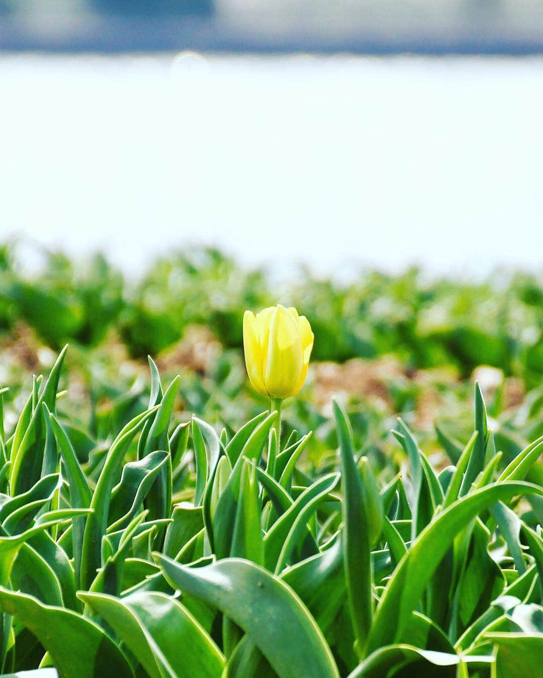 愛知県田原市さんのインスタグラム写真 - (愛知県田原市Instagram)「Waiting for spring. * 待ち遠しい春 * #のびしろ十分#まだこれからスクスク伸びるよ#春#咲いた#チューリップ#花#並んだ#あかしろきいろ♫ #チューリップフェア 見に来てね * #たはら暮らし * #渥美半島#田原市#田原#伊良湖岬#伊良湖#赤羽根#サンテパルクたはら #tahara#irago#akabane #サーフィン#surfing#田舎暮らし#日々の暮らし#休日の過ごし方#スローライフ#instagramjaran」3月19日 9時46分 - tahara_kurashi