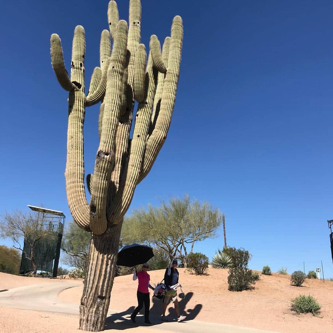 上原彩子さんのインスタグラム写真 - (上原彩子Instagram)「最高の天気☀️今年のアリゾナは雨が多かったので木やお花がイキイキしてます！かわいいお花がいっぱい🌼🌸 #phoenix #arizona #america #perfectweather #fun #flowers」3月19日 9時46分 - ayako_uehara.golf