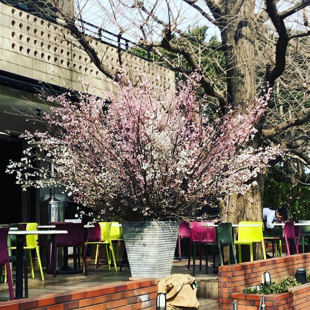 五箇公貴のインスタグラム：「本日の桜」