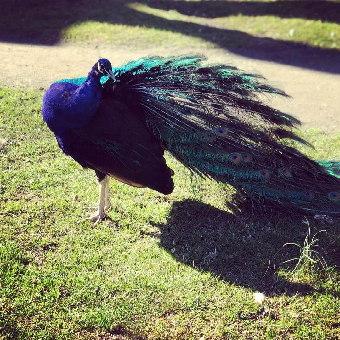 ミーガン・オリーさんのインスタグラム写真 - (ミーガン・オリーInstagram)「What a flirt. #showoff #peacock」3月19日 10時11分 - officialmeghanory