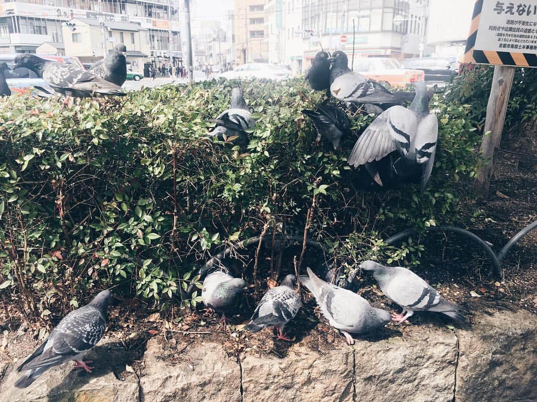 藤野可織さんのインスタグラム写真 - (藤野可織Instagram)「いつかの鳩たち。」3月19日 10時12分 - fujinono