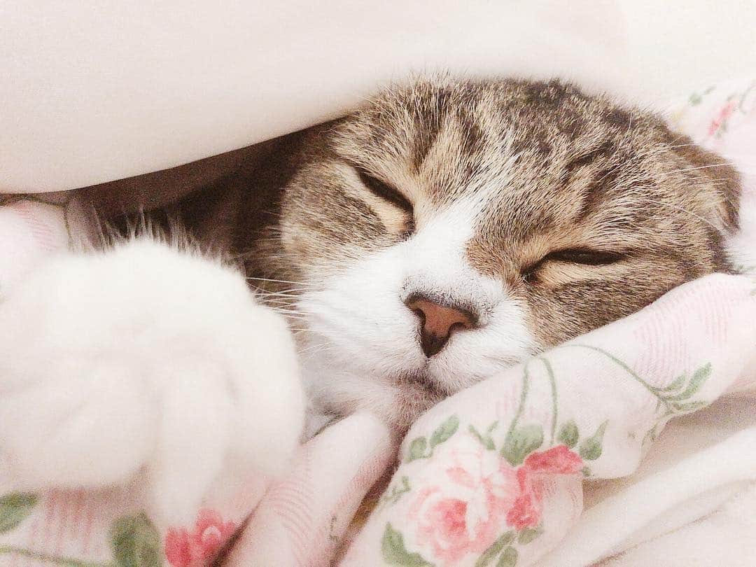 のインスタグラム：「#おはよう さぎ🐰💓久々にランたんを朝からお風呂に入れてあげたなり🤗そしたら疲れて電気毛布で爆睡😴w寝顔可愛い💕赤ちゃん👶みたいw #愛猫#猫#ねこ#cat#고양이#애완동물#スコティッシュフォールド#귀여운#デブ猫#にゃんすた#にゃんすたグラム#みんねこ#ねこ部#ねこのきもち#猫好き#寝顔#寝起き#お風呂#朝風呂#電気毛布#爆睡#赤ちゃん#instacat#catstagram#猫バカ#followme」