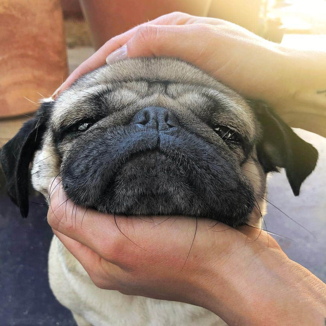 itsdougthepugさんのインスタグラム写真 - (itsdougthepugInstagram)「“‪100% organic fresh squeezed pug‬” -Doug」3月19日 1時26分 - itsdougthepug