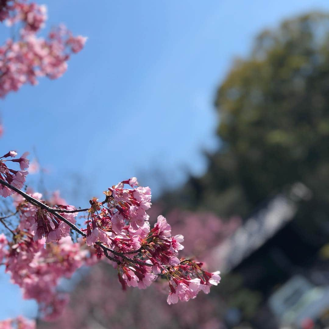 大江健次さんのインスタグラム写真 - (大江健次Instagram)「最終日の11日目三重県は四日市で終了。名古屋の方、行けずすみません汗。当初から鬼門とされていた京都〜滋賀〜三重県。道のりいかつかった、、特に鈴鹿峠は強烈汗。残像がヤバい過ぎすw滋賀では『栗東』と言う看板を見る度に、『東京』と読み間違えて笑。今夜は就寝し朝電車で東京に戻ります！松風(自転車)は預かって頂ける場所を確保したので、東京での仕事を終えたら再び四日市からゴール目指します！ドラクエのセーブポイントみたいな事す！第2章は四日市から！あなたの街でkjっぽい人を見つけたらそれは100%ですのでアルバム買ってやってください！春はもうすぐ🌸そして今日は相方の誕生日🎂ありがたい事に二人でお仕事す！アルバム買って貰おう笑。  #mckj2nd #手売りの旅 #第1章 #終了 #京都は桜が」3月19日 1時28分 - mckj_hagestagram