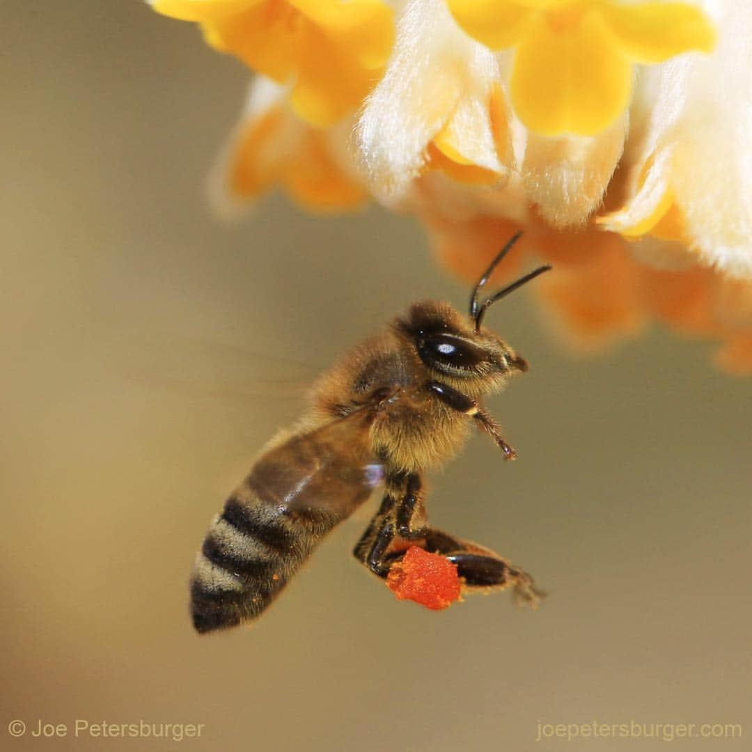 thephotosocietyさんのインスタグラム写真 - (thephotosocietyInstagram)「Photo by @joepetersburger/@thephotosociety // ON TARGET // #honeybee (Apis mellifera) prepares to land on #paperbush (Edgeworthia chrysantha) #flowers. Pollen basket of the #bee is orange, because of the color of #pollen grains. I had only 15 minutes to take this pic in suit, in between my lectures and a quick lunch! Only about 50 steps from my car, when I parked at the university I am lecturing in #Hungary. No need to travel far away for fantastic experience. Travel less, discover your backyard, reduce your ecological footprint! Please #followme at @joepetersburger to keep up-to-date with my images! #pollination #honey #nectar #odor」3月19日 1時47分 - thephotosociety