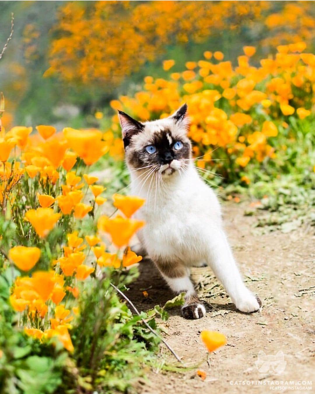 Cats of Instagramさんのインスタグラム写真 - (Cats of InstagramInstagram)「From @wileycatote: “I keep my adventures POPPIN’ 🧡 #superbloom” #catsofinstagram」3月19日 2時13分 - cats_of_instagram