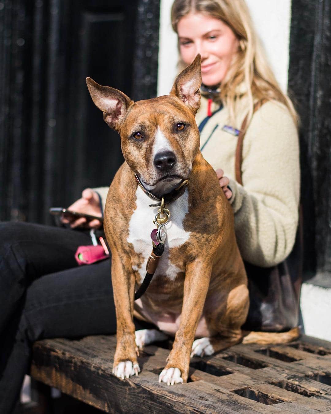 The Dogistさんのインスタグラム写真 - (The DogistInstagram)「Josie, Pit Bull mix (5 y/o), Hudson & Christopher St., New York, NY • “She was found on the highway in California. She likes to bask in the sun like a baked potato.” – “I’m her fiance but they’re the most bonded pair. They read each other’s minds. If she’s ever crying, she’ll start licking her tears.”」3月19日 2時20分 - thedogist