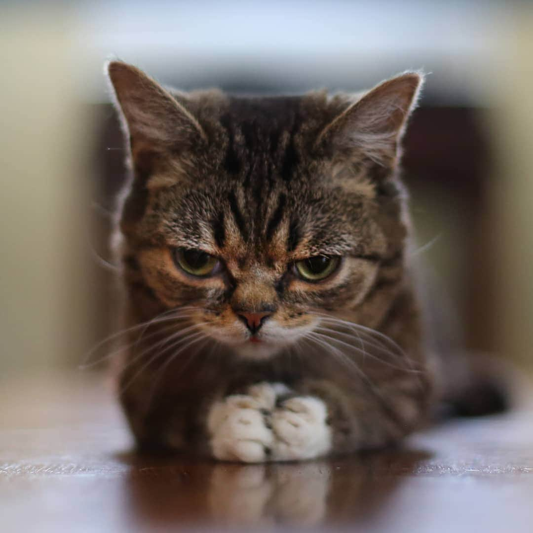 Lil BUBさんのインスタグラム写真 - (Lil BUBInstagram)「It's that day of the week. #lilbub #monday #iamlilbub」3月19日 2時22分 - iamlilbub