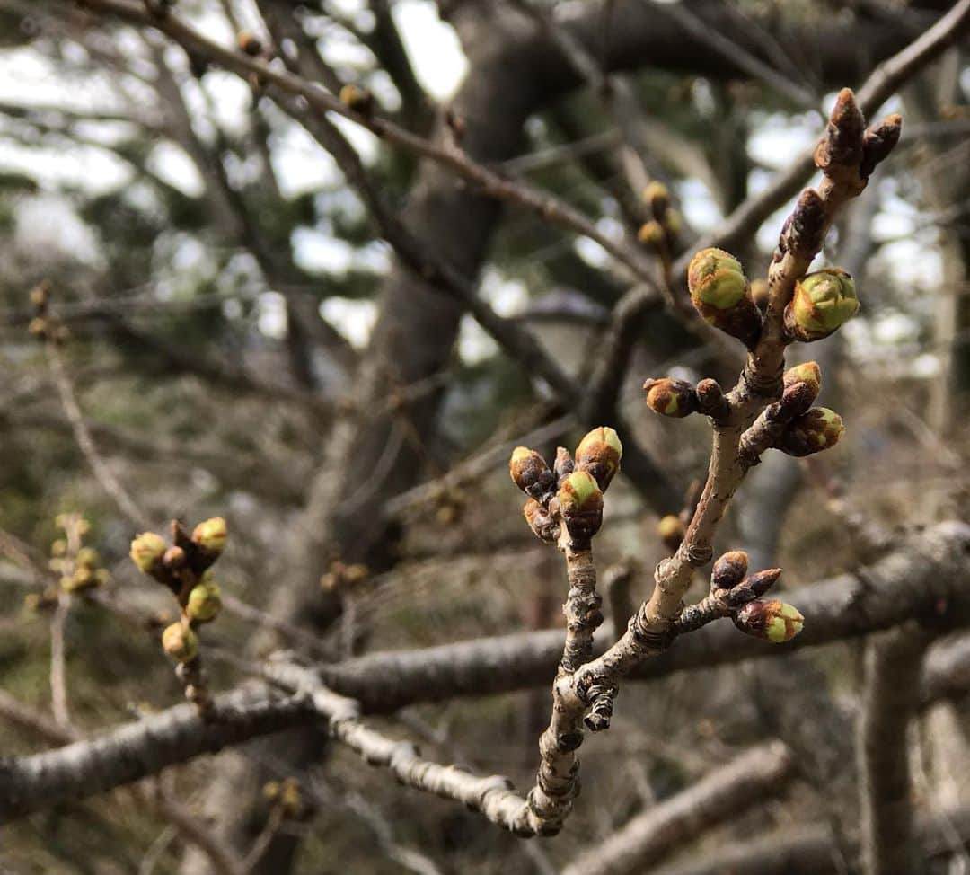 桂のインスタグラム：「蕾  #cherryblossoms #bud #buds #cherrytree #branches #park #shukugawa #cityscape #nature #landscape #桜 #さくら #サクラ #蕾 #つぼみ #ツボミ #桜樹 #枝 #公園 #夙川 #街角 #自然 #景」