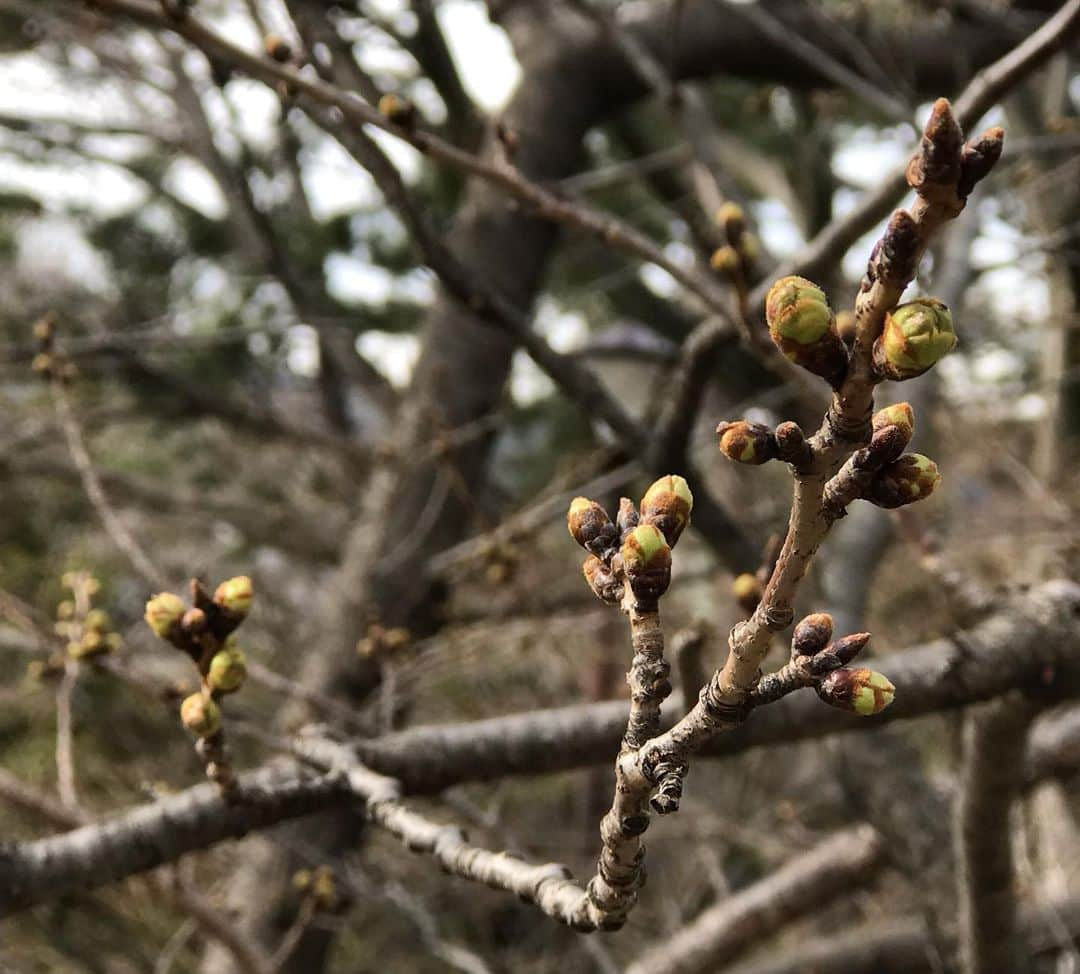 桂さんのインスタグラム写真 - (桂Instagram)「蕾  #cherryblossoms #bud #buds #cherrytree #branches #park #shukugawa #cityscape #nature #landscape #桜 #さくら #サクラ #蕾 #つぼみ #ツボミ #桜樹 #枝 #公園 #夙川 #街角 #自然 #景」3月19日 2時48分 - astrology_tarot