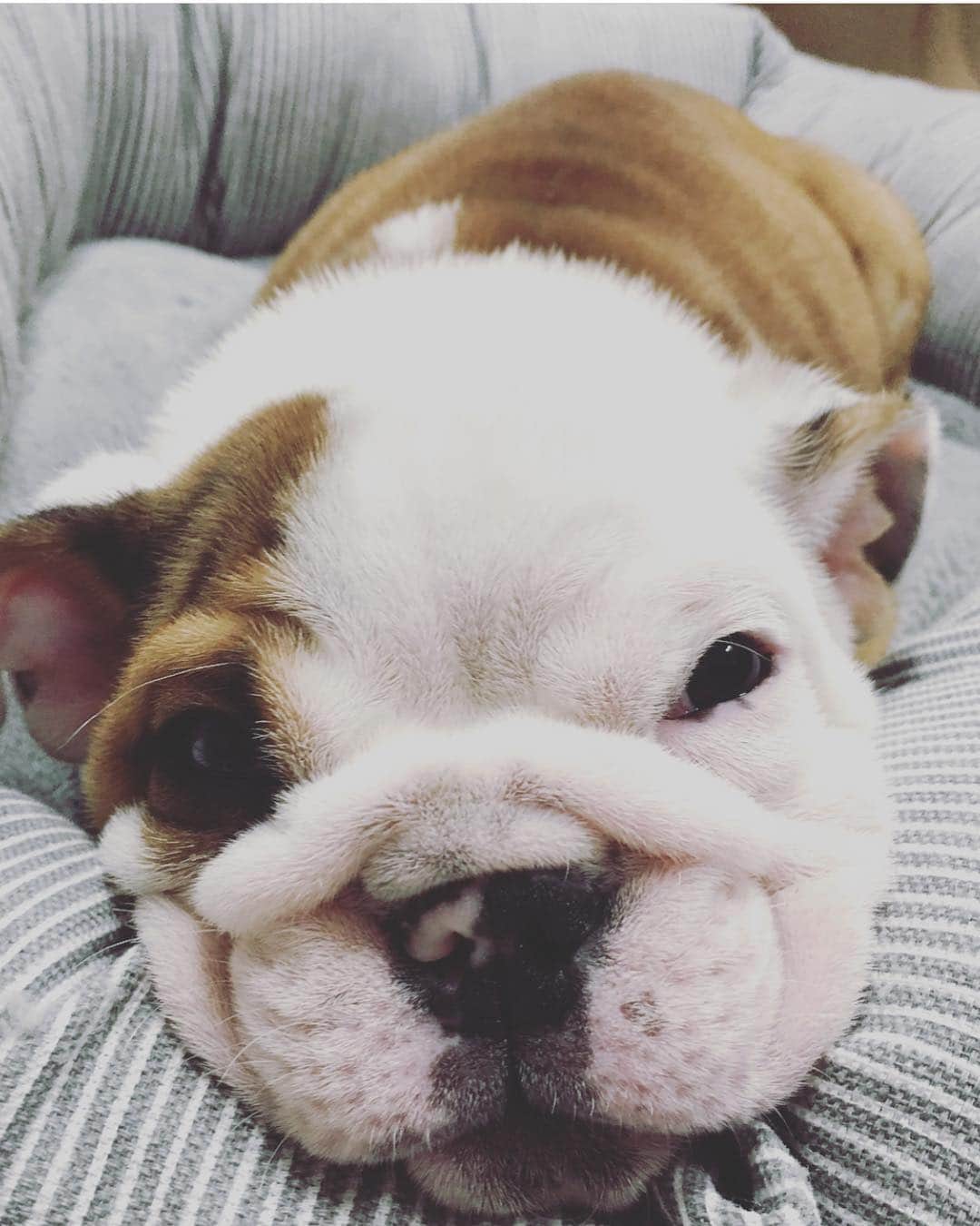 Bodhi & Butters & Bubbahさんのインスタグラム写真 - (Bodhi & Butters & BubbahInstagram)「I see you, and you’re perfect 🥰 . . . . #bulldog #puppy #cute #love @newmanthekiwipig」3月19日 3時52分 - keonistuff