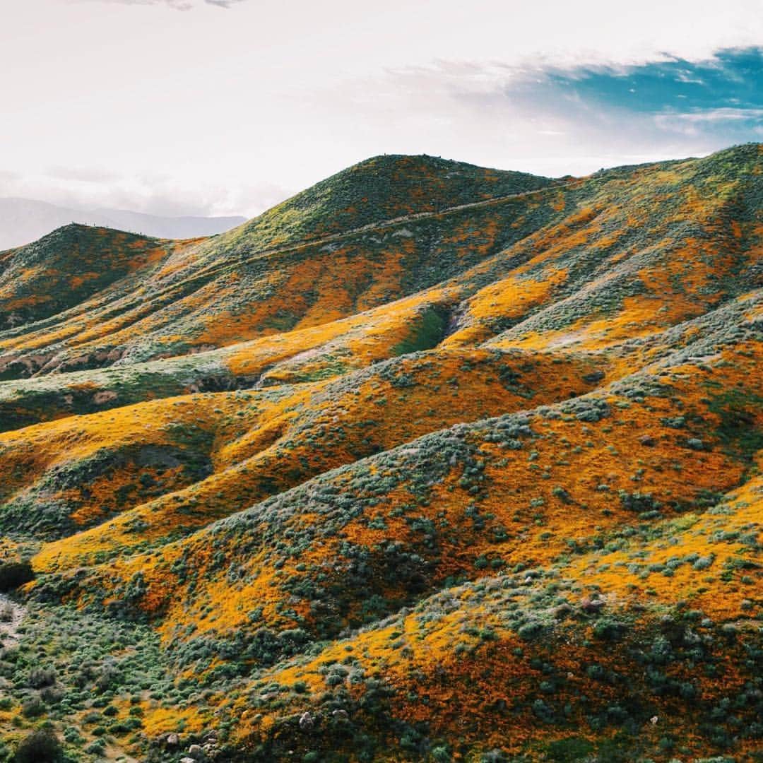 National Geographic Travelさんのインスタグラム写真 - (National Geographic TravelInstagram)「Photos by @jessicasample | Record rainfall has caused another rare “super bloom” of wildflowers across Southern California.  In addition to the vibrant orange California poppies you can see mustard and chia flowers among others.  Visit during the week to avoid crowds and always be respectful of nature by not stepping on the flowers. #superbloom #lakeelsinore #walkercanyon」3月19日 4時01分 - natgeotravel
