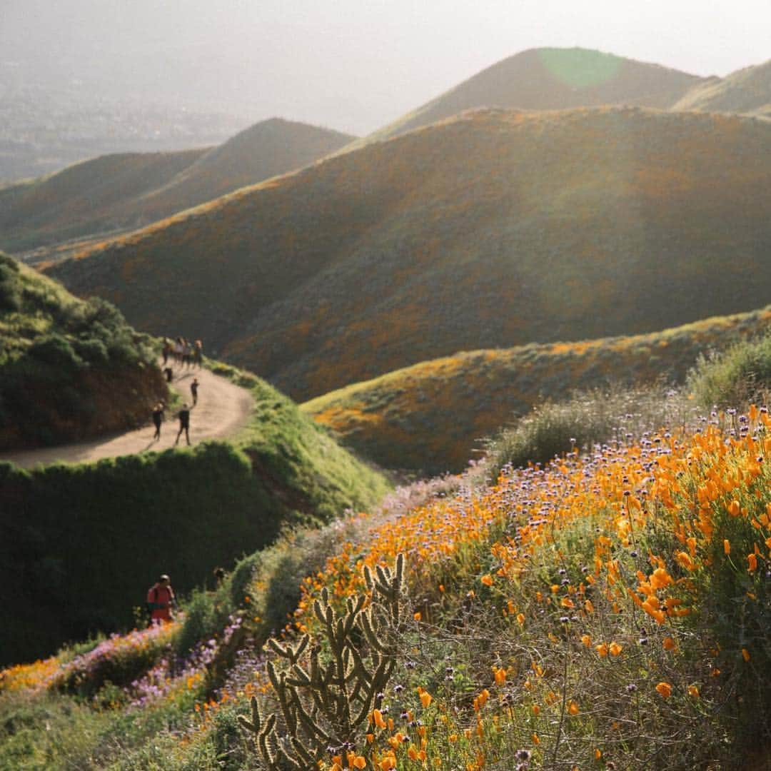 National Geographic Travelさんのインスタグラム写真 - (National Geographic TravelInstagram)「Photos by @jessicasample | Record rainfall has caused another rare “super bloom” of wildflowers across Southern California.  In addition to the vibrant orange California poppies you can see mustard and chia flowers among others.  Visit during the week to avoid crowds and always be respectful of nature by not stepping on the flowers. #superbloom #lakeelsinore #walkercanyon」3月19日 4時01分 - natgeotravel